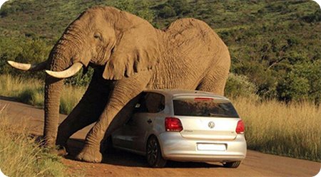 大象与汽车