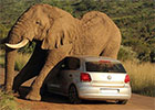 大象与汽车