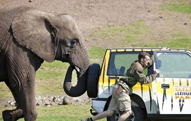 大象帮忙推车