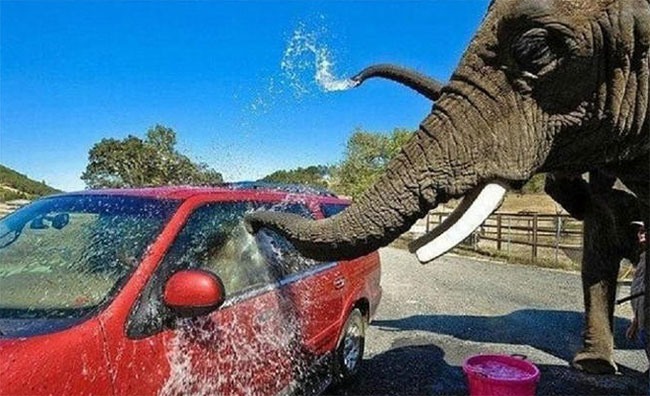 大象洗车