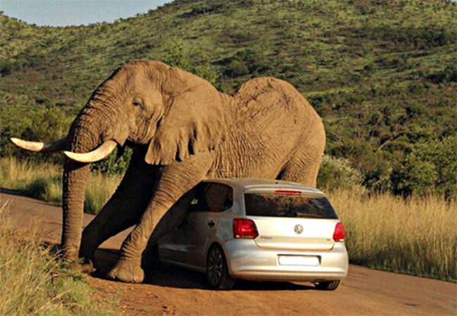 发情期的大象把汽车当玩具一样拿来挠痒痒